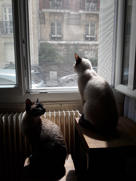 Flat Cats in Paris France