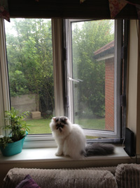Humphrey in Maidstone likes Flat Cats